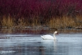 002_Biebrza - kwiecien 2011